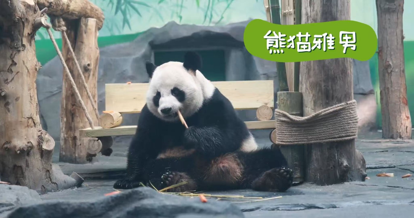 大熊猫“桃苏”“雅男”顺利落户秦皇岛