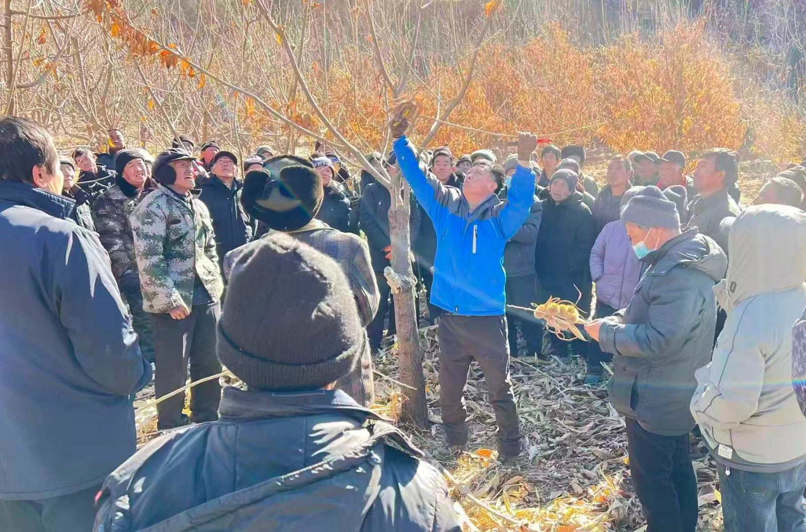 市林业局举办板栗冬季修剪技术培训班   