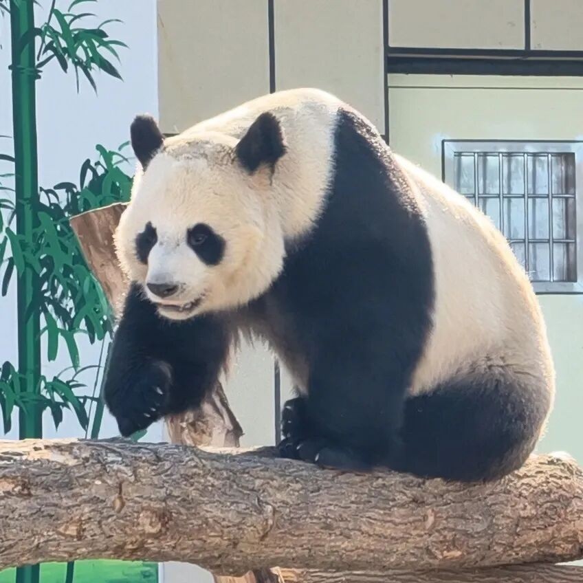 春节不打烊，国宝大熊猫与您共度新春佳节